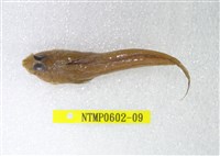藏品(絲鰭斜棘(魚銜))的圖片